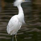 Snowy Egret